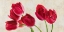 Picture of TULIP CONCERTO
