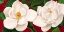 Picture of MAGNOLIE IN FIORE