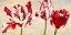 Picture of TULIPES ROYALES
