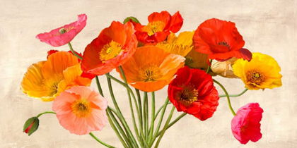 Picture of POPPIES IN SPRING