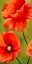 Picture of POPPIES IN THE WIND I