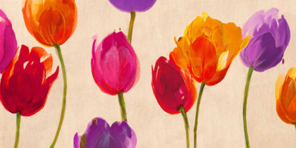 Picture of TULIPS AND COLORS