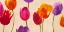 Picture of TULIPS AND COLORS