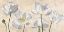 Picture of POPPIES IN WHITE
