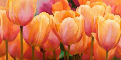 Picture of SUMMER TULIPS