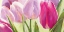 Picture of TULIPES