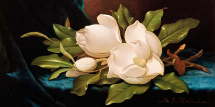 Picture of GIANT MAGNOLIAS ON BLUE CLOTH