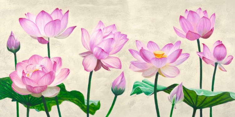 Picture of LOTUS FLOWERS