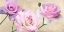 Picture of ROSE CLASSICHE