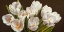 Picture of BOUQUET DI TULIPANI