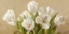 Picture of TULIPANI BIANCHI