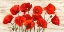 Picture of FRENCH POPPIES