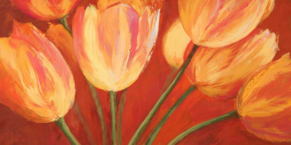 Picture of ORANGE TULIPS