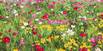 Picture of FIELD OF FLOWERS