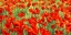 Picture of POPPY FIELD