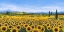 Picture of GIRASOLI