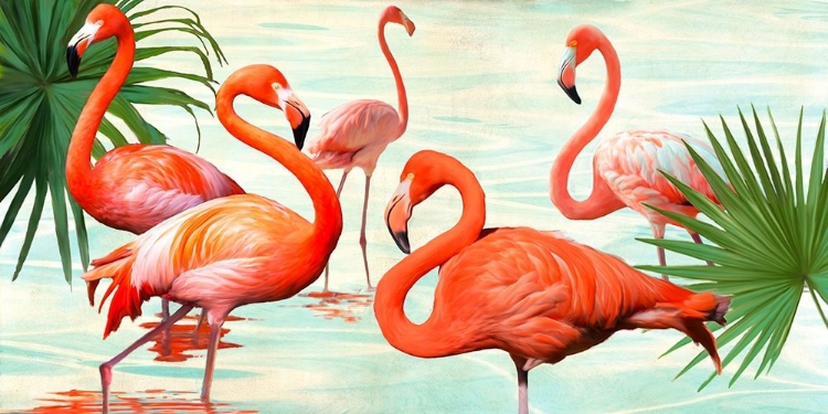 Picture of FLAMINGOS