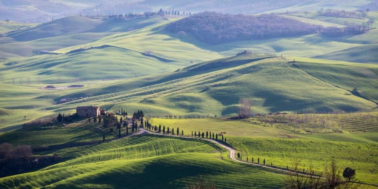 Picture of A ROAD IN TUSCANY