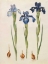 Picture of IRIS XIPHIOIDES