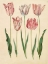 Picture of TULIPA GESNERIANA
