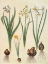 Picture of NARCISSUS