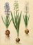 Picture of HYACINTHOIDES ORIENTALIS