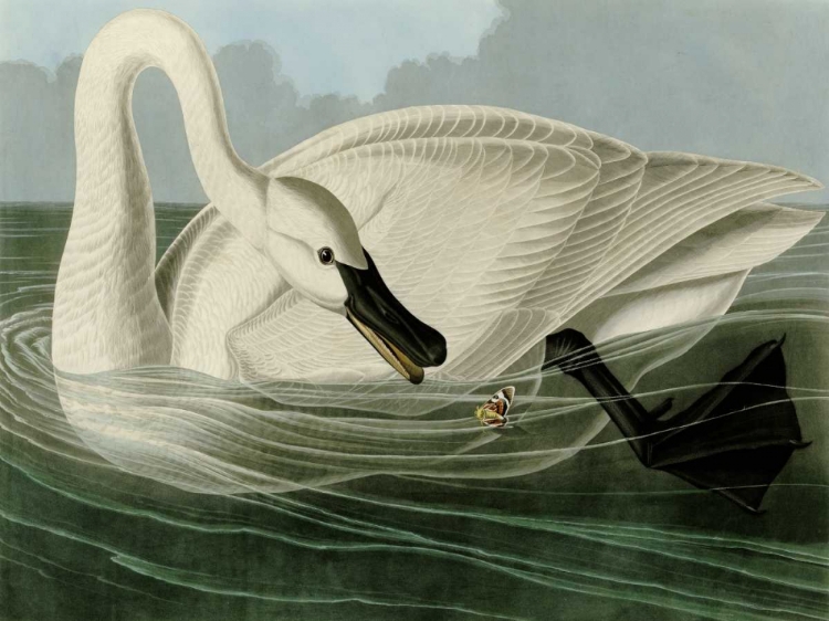 Picture of TRUMPETER SWAN