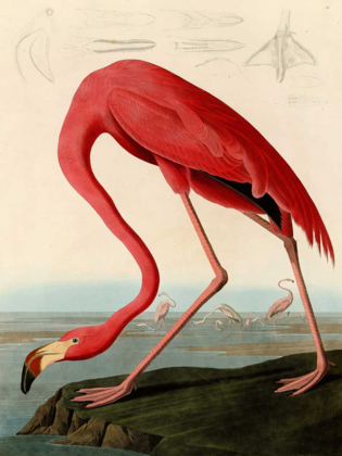 Picture of AMERICAN RED FLAMINGO