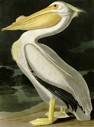 Picture of AMERICAN WHITE PELICAN