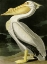 Picture of AMERICAN WHITE PELICAN