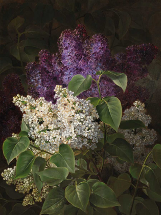 Picture of WHITE AND VIOLET LILAC