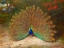 Picture of PEACOCK AND PEACOCK BUTTERFLY