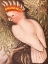 Picture of LEADBEATERS COCKATOO