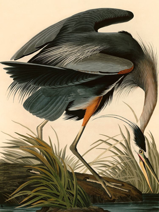 Picture of GREAT BLUE HERON