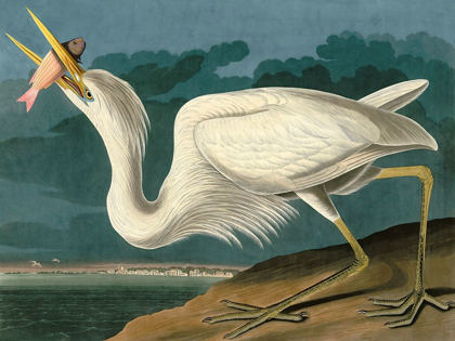 Picture of GREAT WHITE HERON