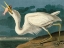 Picture of GREAT WHITE HERON