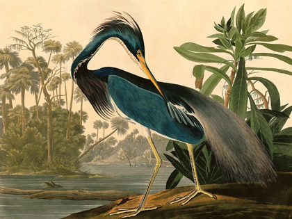 Picture of LOUISIANA HERON