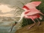 Picture of ROSEATE SPOONBILL