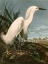 Picture of SNOWY HERON OR WHITE EGRET