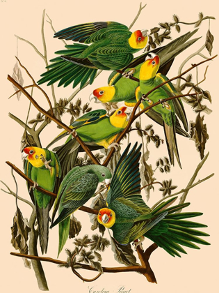 Picture of CAROLINA PARROT