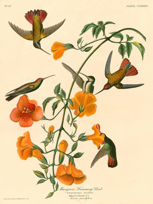Picture of MANGROVE HUMMING BIRD