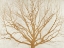 Picture of GOLDEN TREE