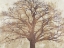 Picture of SACRED OAK