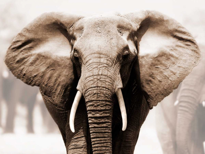 Picture of AFRICAN ELEPHANT