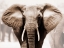 Picture of AFRICAN ELEPHANT
