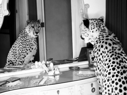 Picture of CHEETAH LOOKING IN MIRROR