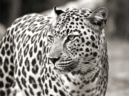 Picture of PORTRAIT OF LEOPARD - SOUTH AFRICA