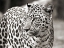 Picture of PORTRAIT OF LEOPARD - SOUTH AFRICA