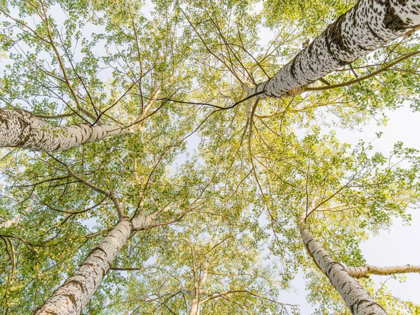 Picture of BIRCH WOODS IN SPRING