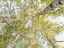 Picture of BIRCH WOODS IN SPRING